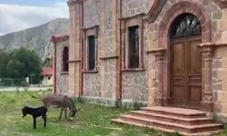 Erzurum'da tarihi eserler büyükbaş hayvanların bağlandığı mekanlara dönüştü